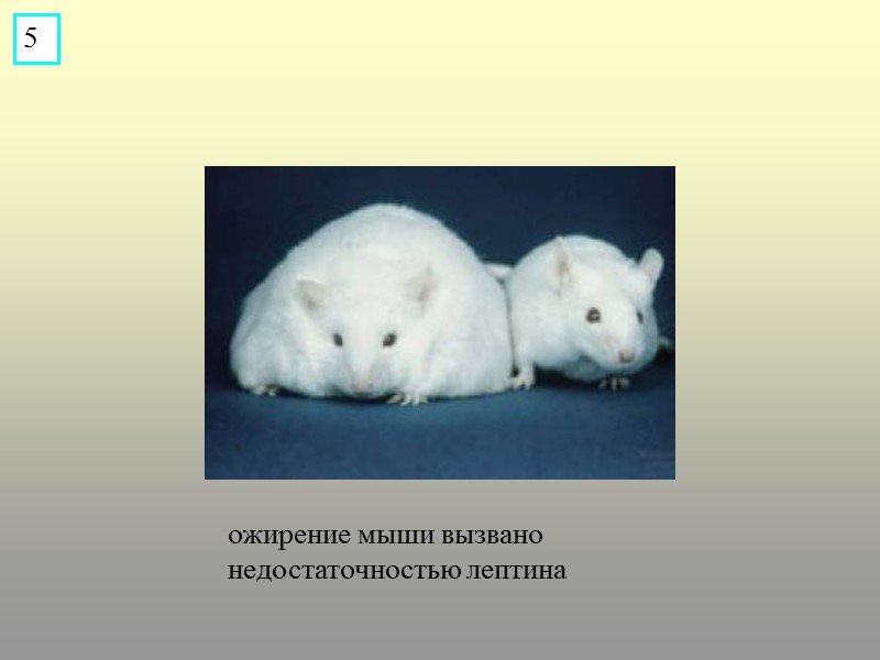 ожирение мыши вызвано недостаточностью лептина 5